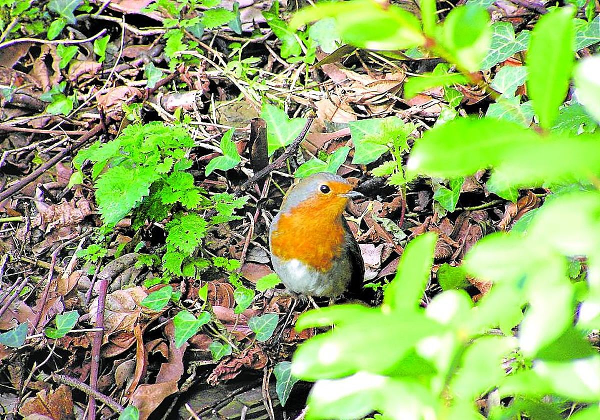 Ejemplar de petirrojo entre la hojarasca.