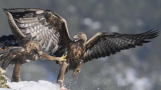 Diputación de Álava y ecologistas alertan de que Cantoblanco amenaza al águila real