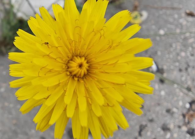 Imagen de una flor en modo macro, correcta pero con falta de definición.