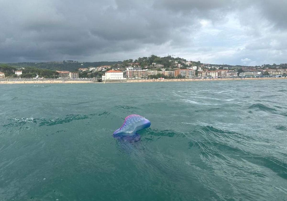 Caravelas portuguesas surgem em oito praias da Biscaia e já foram registadas seis picadas