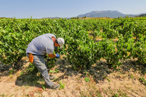 El Gobierno vasco recurrirá el cambio de estatutos que Rioja lanzó contra Viñedos de Álava