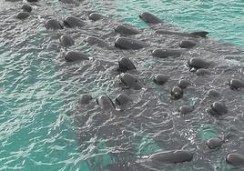 Más de 50 ballenas mueren tras varar en una playa de Australia