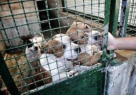 Apasos ha denunciado tres casos de maltrato animal que habrían tenido lugar en los últimos meses.