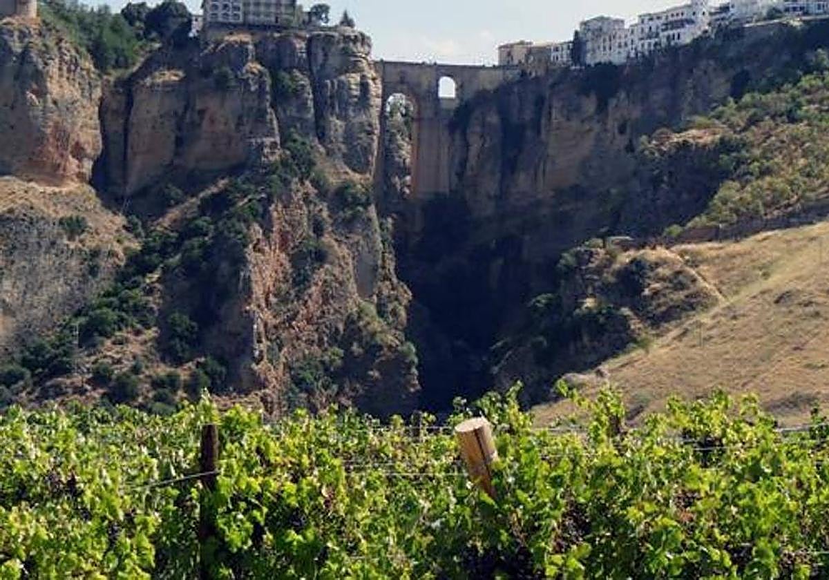 Vista del Puente Nuevo sobre el Tajo