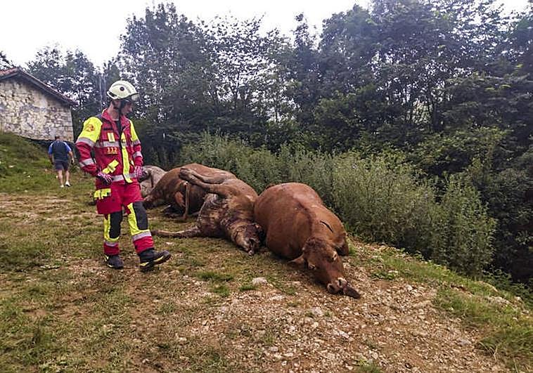 Las vacas muertas en Carcabal de San Roque.