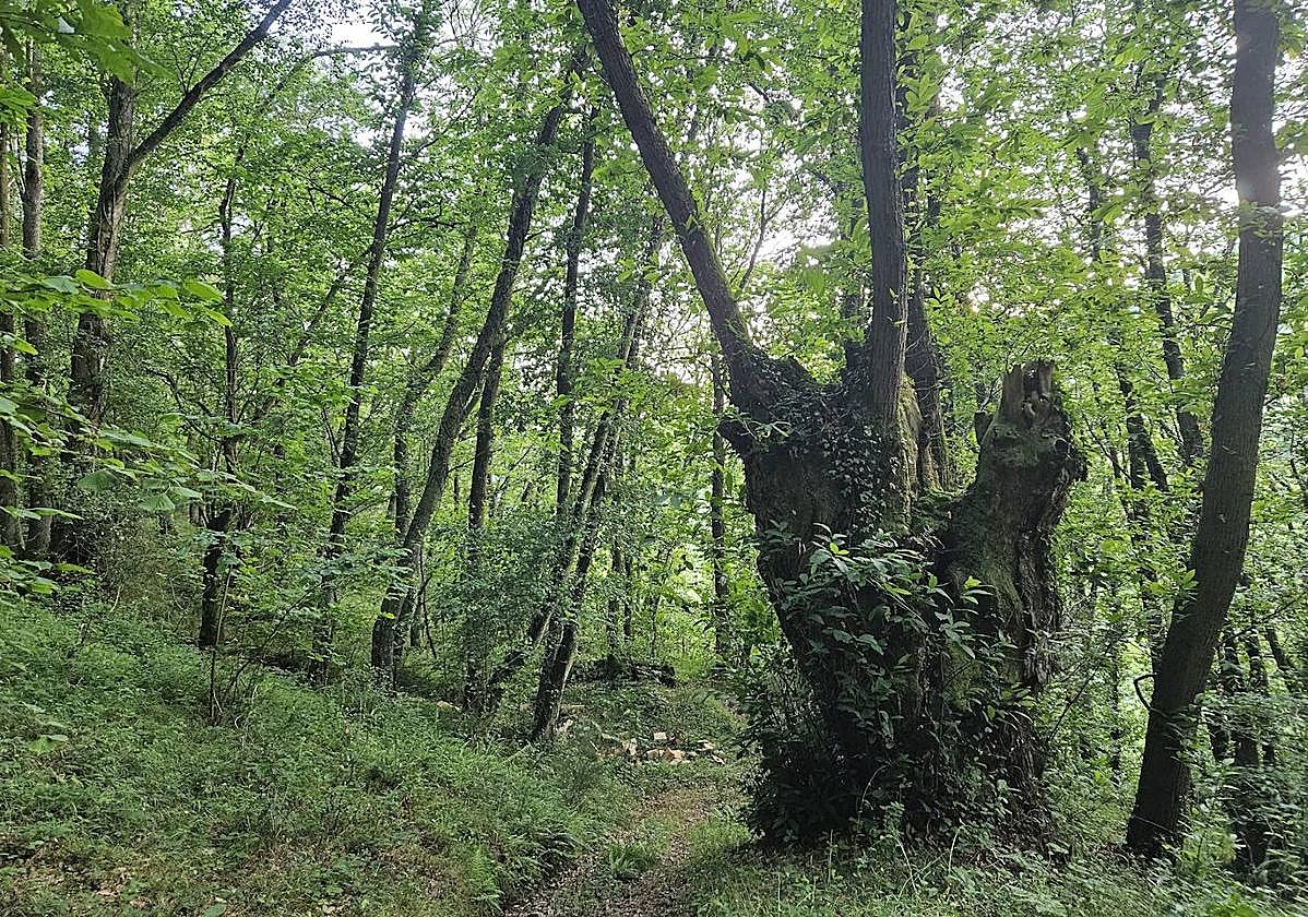 Pistas, cierres y abrevaderos se llevan la mayor parte de las ayudas forestales