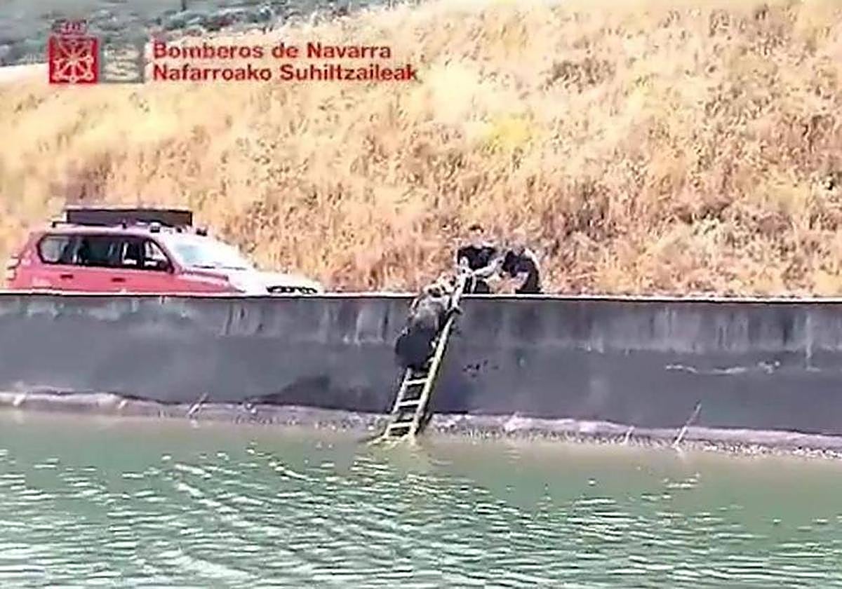 Momento del rescate del jabalí.