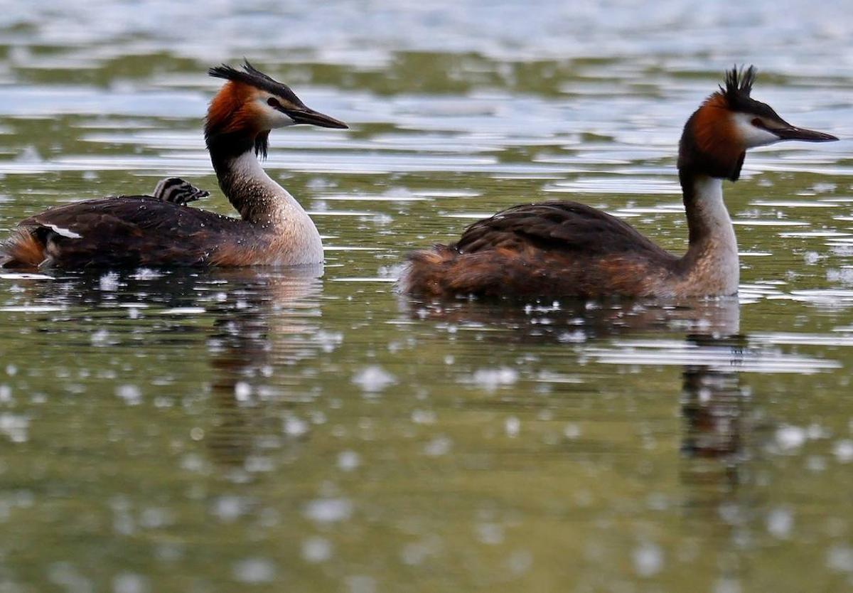 Entre los animales recogidos, la mayoría son «aves acuáticas» como las anátidas, aunque también hay varios somormujos.