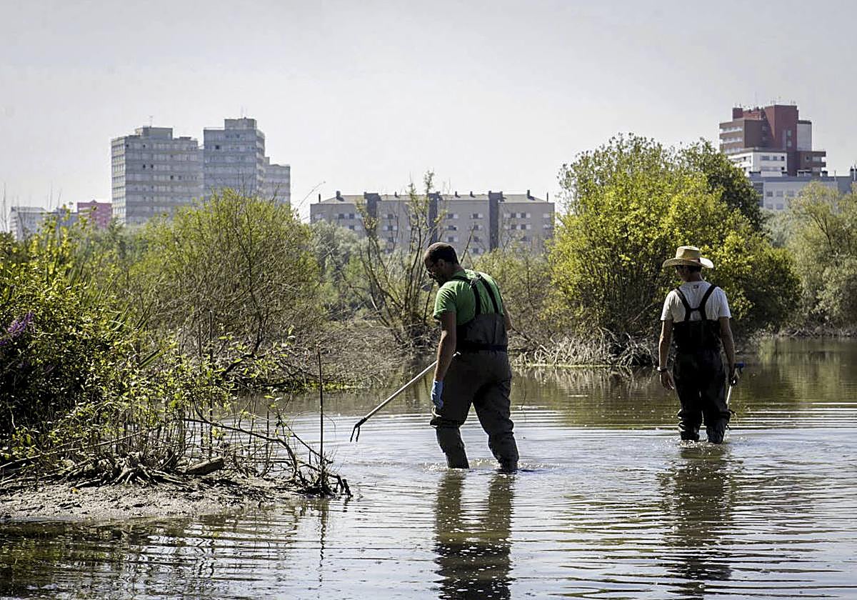 Operarios municipales peinan zonas de agua durante un brote anterior.