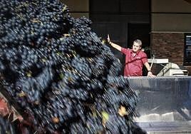 El Consejo Regulador argumenta que neutralizando el exceso de producción se mantendrá la competitividad y la rentabilidad de la marca.