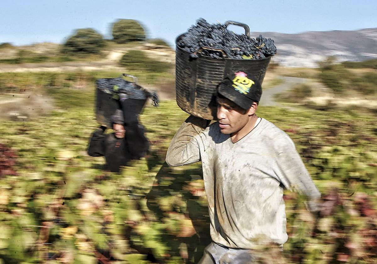 Un temporero durante una vendimia anterior.