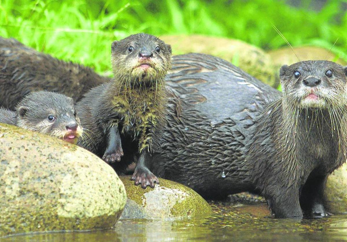 Las nutrias son animales muy sociales que necesitan estar con su familia.