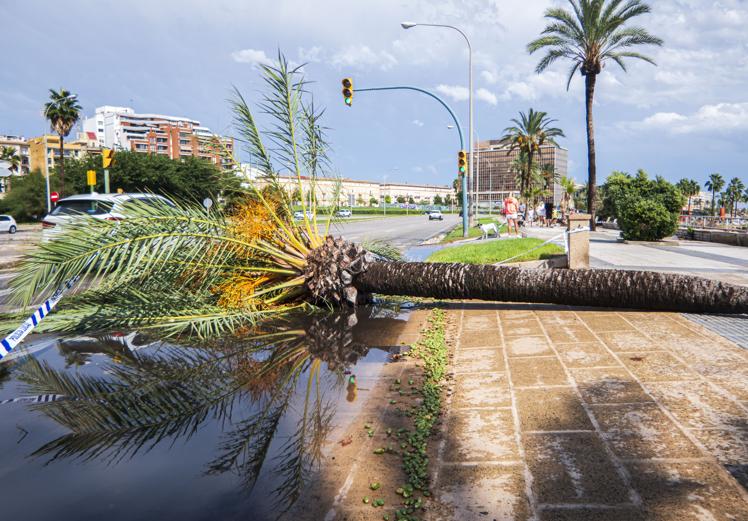 Imagen principal - El temporal causó varios desperfectos en Mallorca.