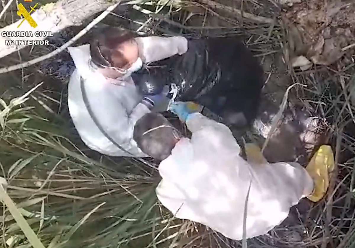 Los cadáveres de los animales se encontraban dentro de bolsas de plástico.