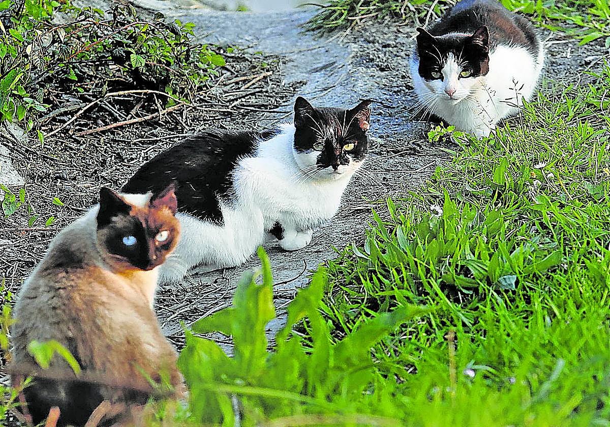 Gatos de una colonia felina de Etxebarri.