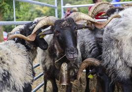 La feria de Angosto celebra su trigésima edición.