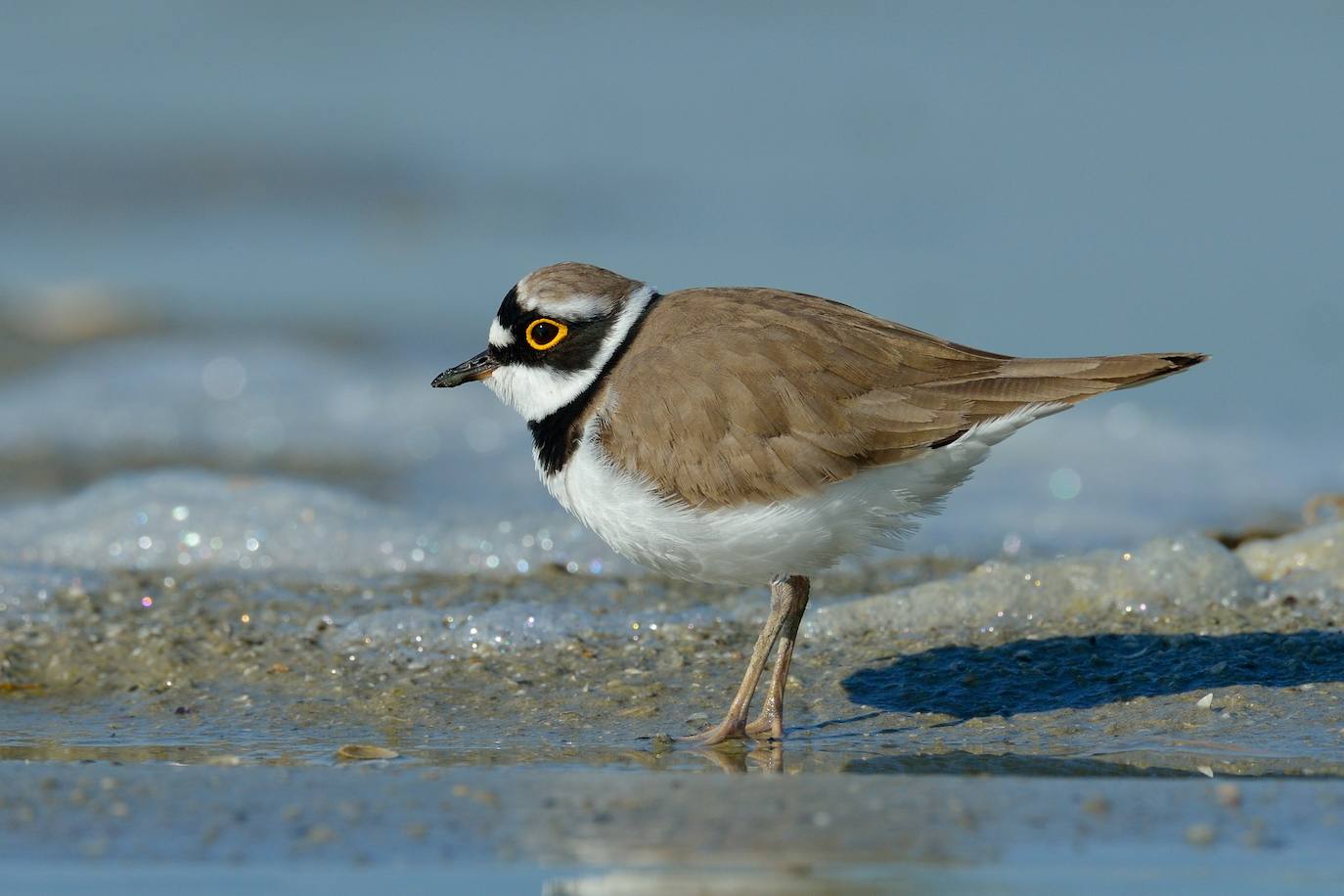 Imagen principal - Arriba, un chorlitejo chico; en segundo término, un escribano, y, finalmente, un pequeño mosquitero.