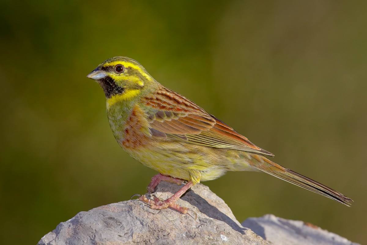 Imagen secundaria 1 - Arriba, un chorlitejo chico; en segundo término, un escribano, y, finalmente, un pequeño mosquitero.