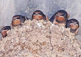 Un ganadero alavés compra cajas nido para ayudar a 'sus' golondrinas