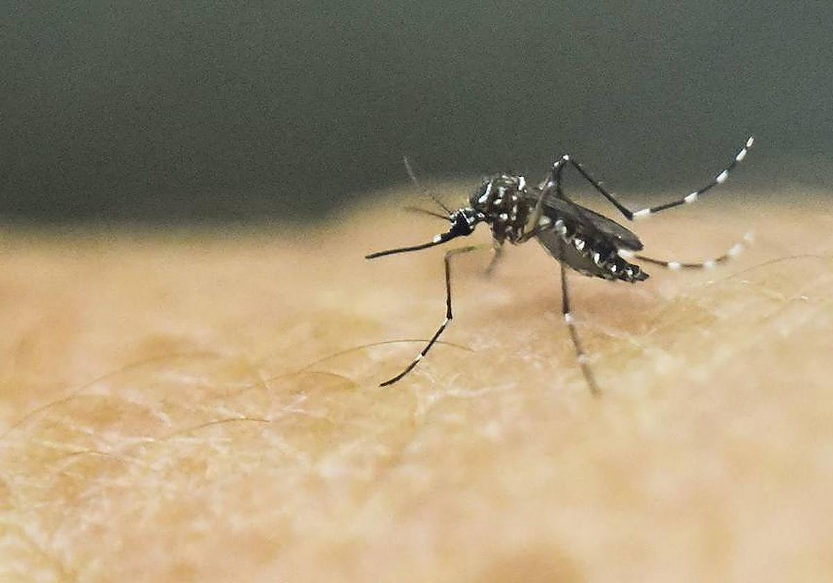Vista de un mosquito «Aedes aegypti» , que puede ser portador del virus del dengue.