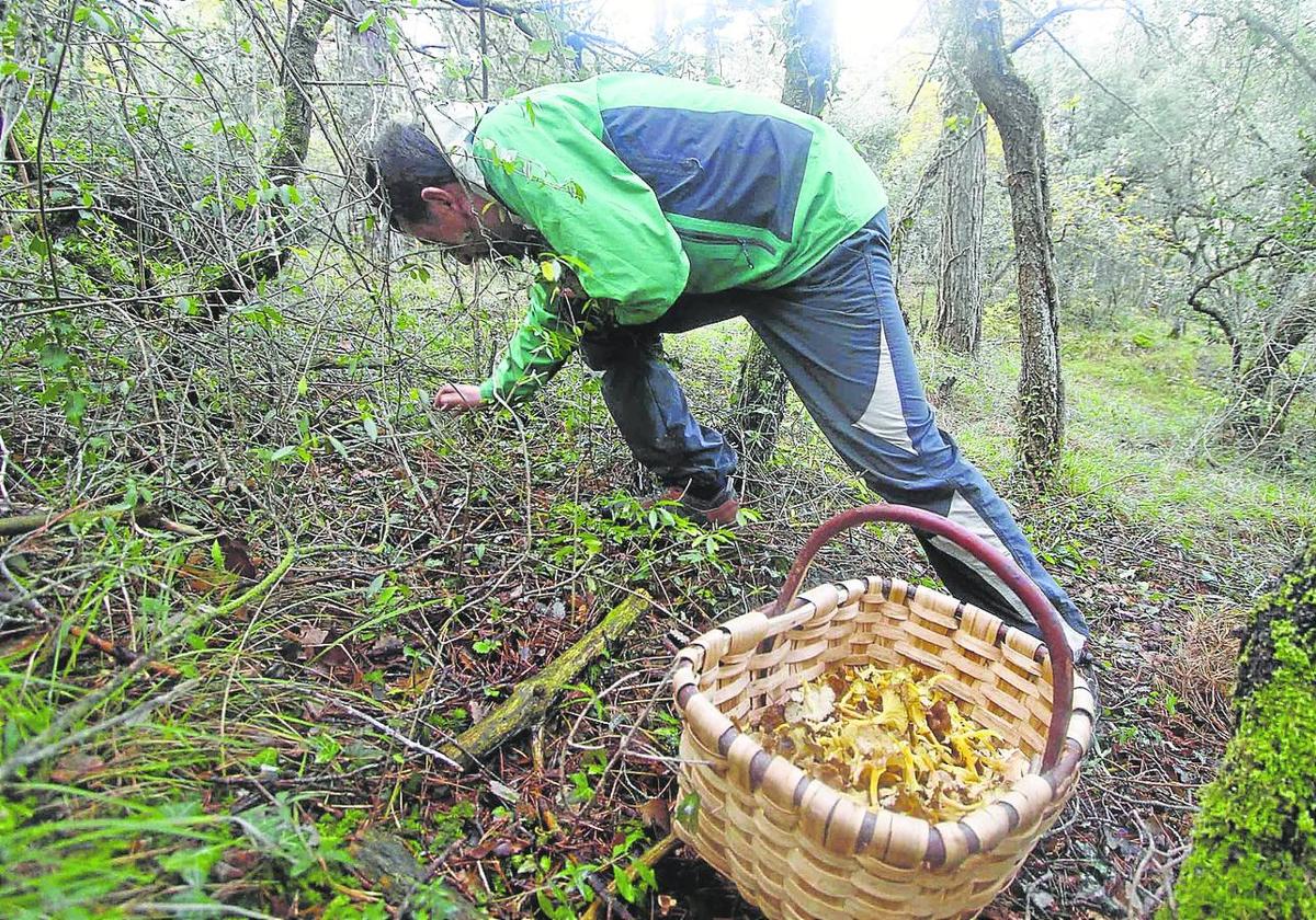 Un aficionado a las setas recoge varios ejemplares en un bosque alavés.