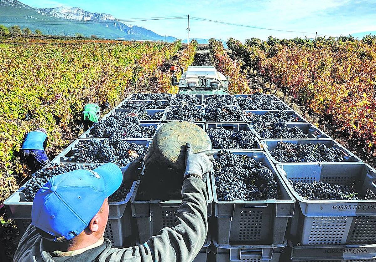 Varios trabajadores recogen uva en la vendimia del año pasado en Laguardia.