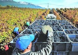 Varios trabajadores recogen uva en la vendimia del año pasado en Laguardia.
