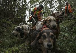 Unos perros siguen el rastro de un jabalí en una batida de caza.