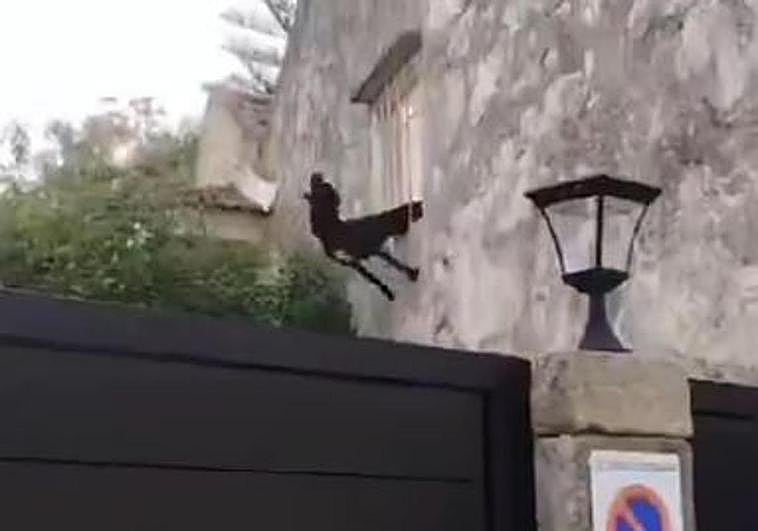 El agónico rescate de un perro atrapado entre dos barrotes de una casa en Vigo