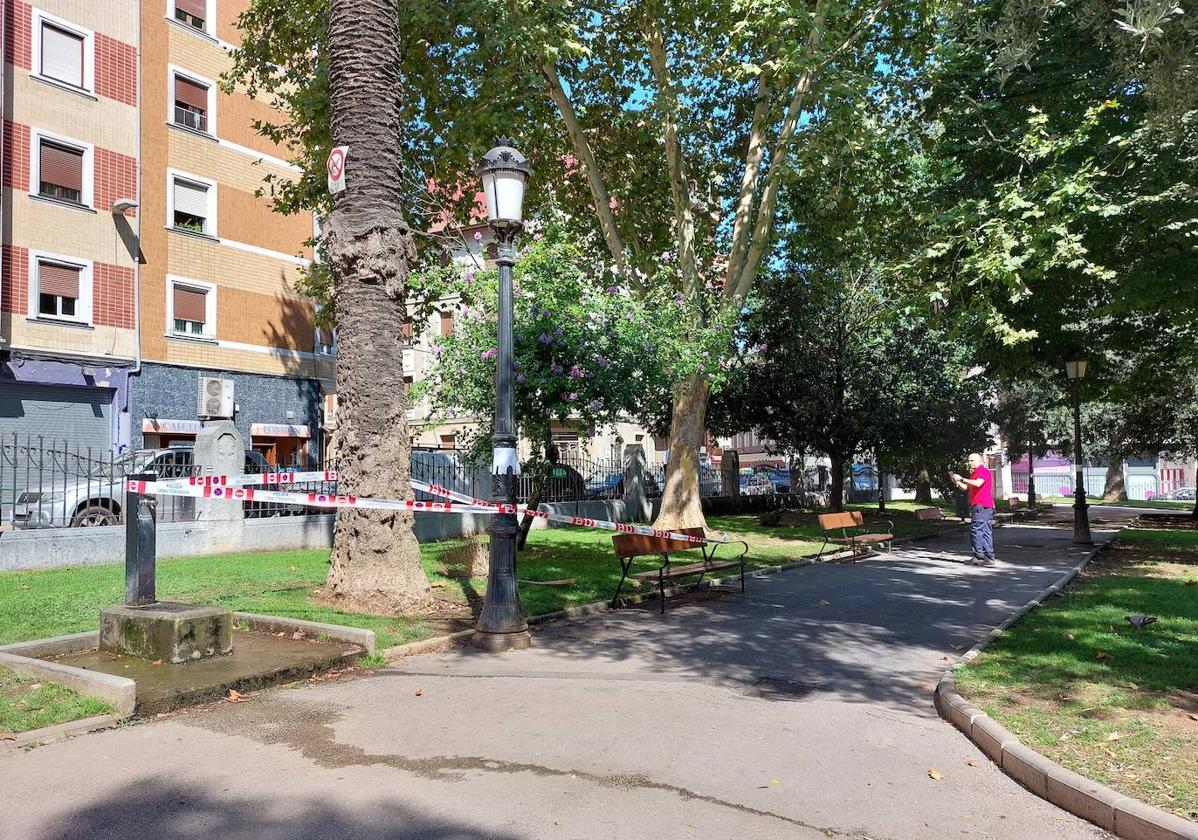 Palmera y trozo caído a su lado, junto a un banco de parque.