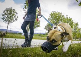 Más de 45.000 alaveses con perro están obligados a contratar un seguro