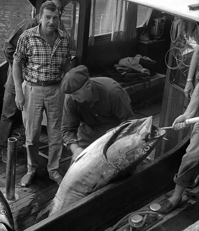 Pescadores descargando bonitos en el puerto.