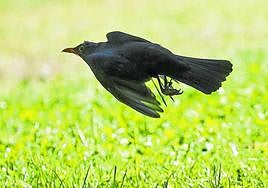 Ejemplar de mirlo cazado al vuelo.