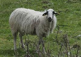 Un rebaño de ovejas devora una plantación de 100 kilos de cannabis en Grecia