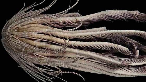 Hallan en aguas de la Antártida una extraña criatura de apariencia alienígena y 20 brazos