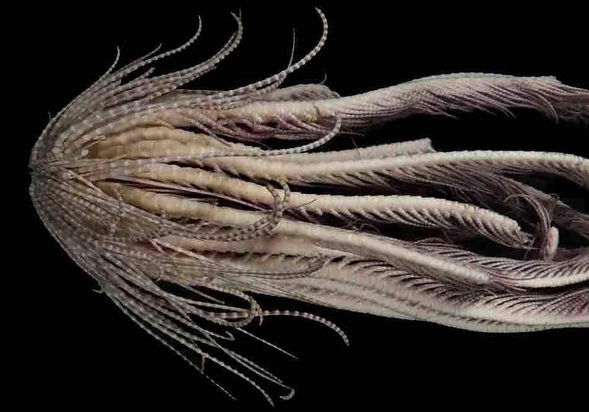 Hallan en aguas de la Antártida una extraña criatura de apariencia alienígena y 20 brazos