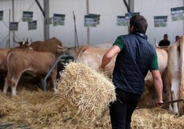 Un ganadero transporta un fardo de paja al espacio en el que se ordenan el ganado en la feria del Primer Lunes de Gernika.