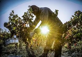 Un temporero, en plena faena, en una finca de Rioja Alavesa poco después de amanecer.