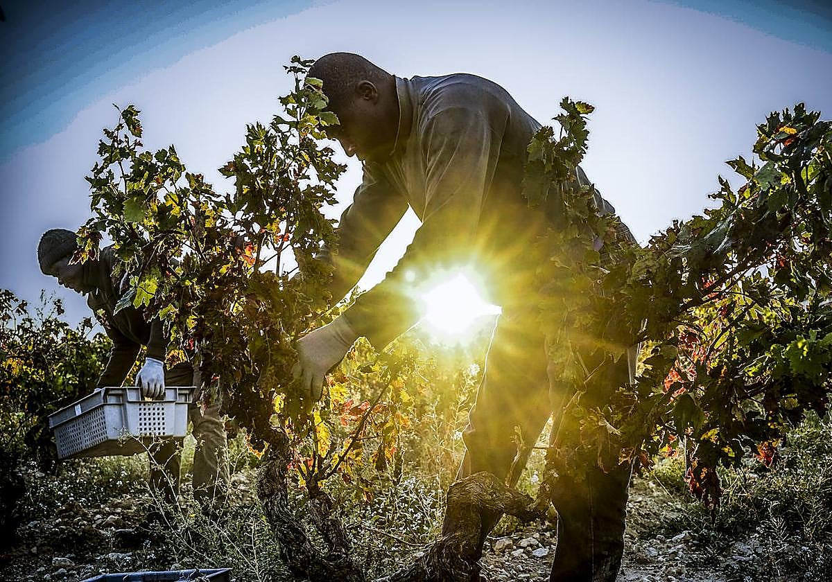 Un temporero, en plena faena, en una finca de Rioja Alavesa poco después de amanecer.