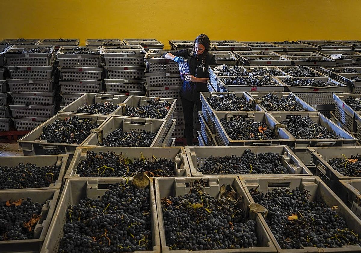 Imagen principal - Arriba, Laura, química, toma muestras de las uvas que llegan en las cajas a la recepción. Debajo, la bodega, con los depósitos de forma de cono truncado de refulgente acero. El espacio, de puro hormigón, recuerda a un hangar de sondas espaciales. 