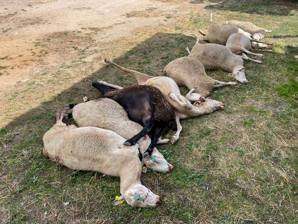 «Lo que está en extinción son las ovejas latxas y los ganaderos»