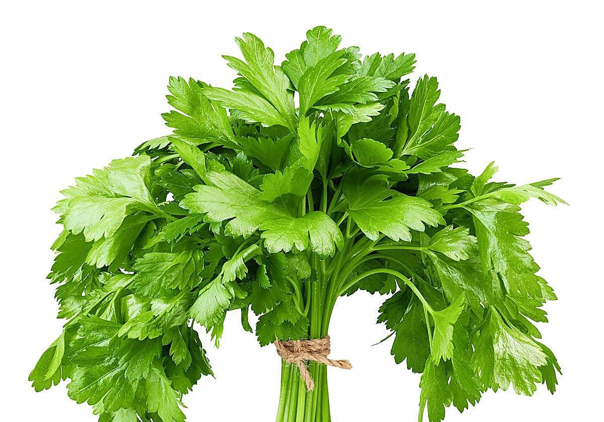 Cilantro, la hierba 'hereje' que o se ama o se odia