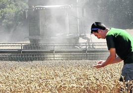 Una máquina trabaja en uno de los campos de trigo de la zona de Alegría, en la Llanada.