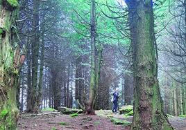 El recorrido incluye imágenes propias de un bosque encantado.