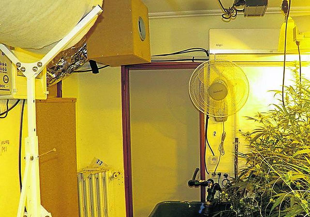 En el narcopiso donde se refugió el ahora condenado acababan de recoger una cosecha de marihuana.