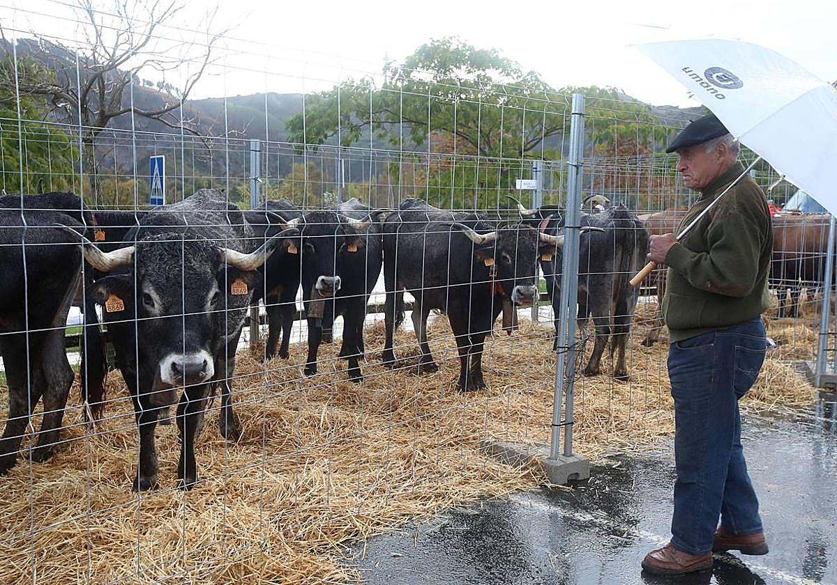 Azoka aurreko edizio batean.