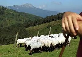 Del «no deberían andar sueltos», al «entonces, ¿para qué los quiero?