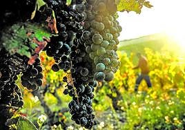 El proyecto liderado por el Basque Culinary Center también adquirirá parcelas para experimentar.