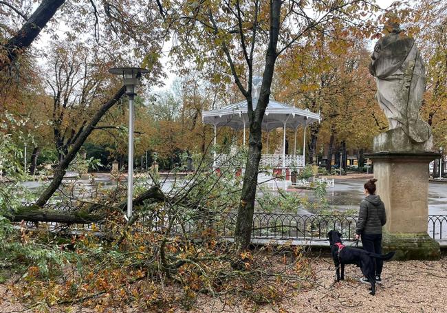 Árbol y ramas caídas en el parque de La Florida, en Vitoria.