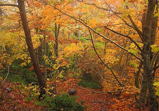 Frondosidad dorada en Balgerri.